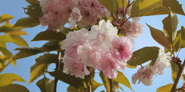 Cerisier en fleurs gros plan.
